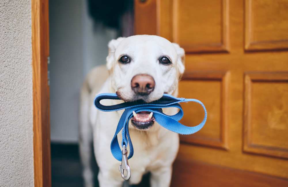 Dog ready to go for walk at M Station in Austin, Texas