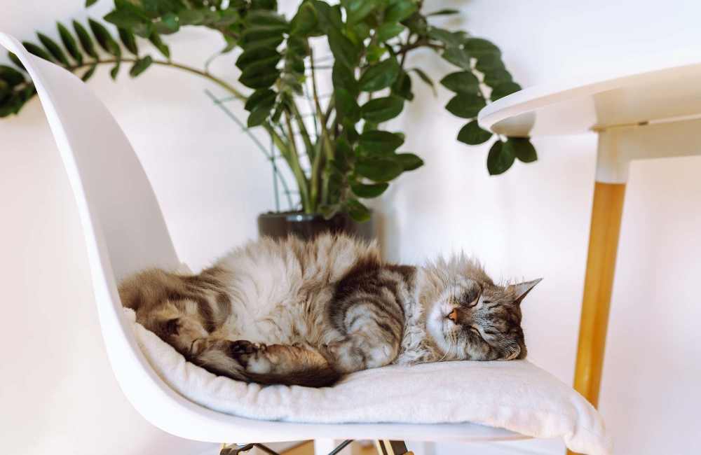 Fluffy cat sleeping on a white chair beside a potted plant at Fairway Ridge in Baltimore, Maryland 