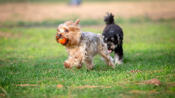 Two dogs chasing each other at a park