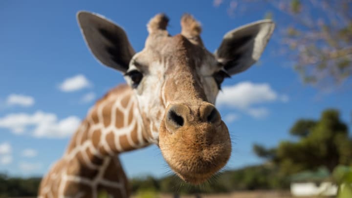 happy giraffe | wildlife ranch in San Antonio