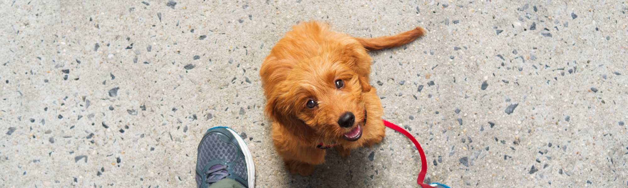 Pet Friendly | Lanewood Pines in Hollywood, California