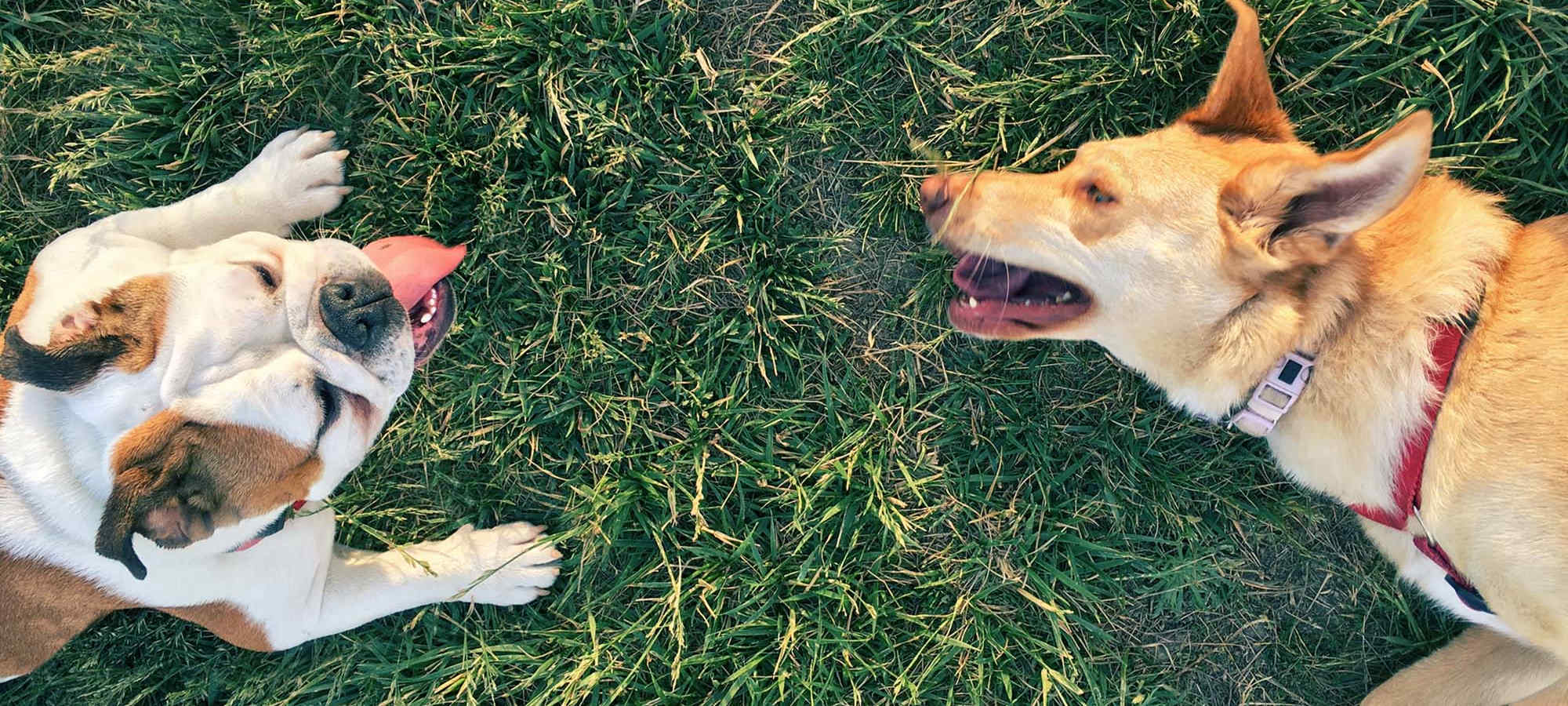 Pet Friendly at Lakefront on Washington in Seattle, Washington