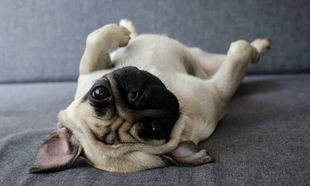 Adorable pug at Greenbriar Park in Houston, Texas