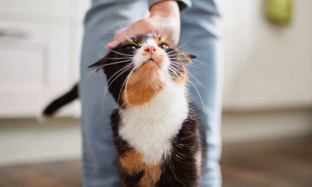 Happy cat getting scratched behind her ears at Kickingbird & Kickingbird Hills in Edmond, Oklahoma