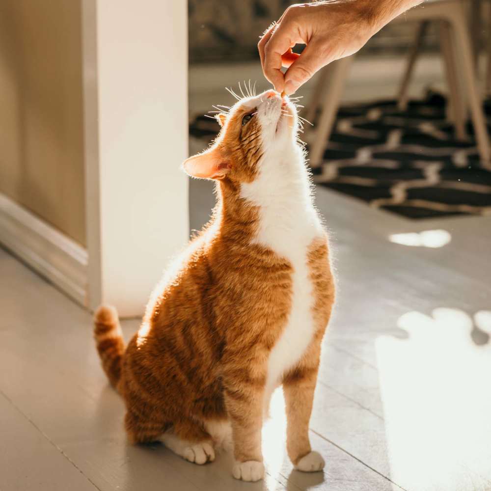 Pet-friendly at Plaza at Sherman Oaks in Sherman Oaks, California