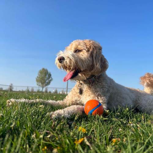 Pet dog in a park at Flatiron West Trade in Charlotte, North Carolina