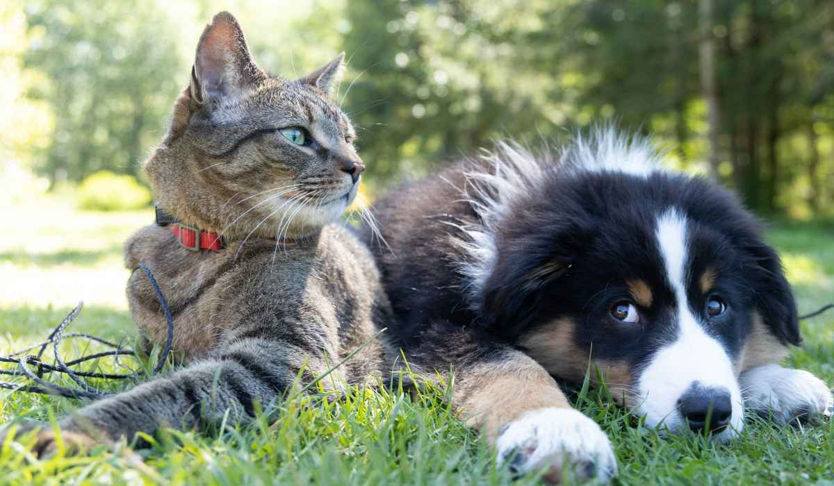 Pets enjoying in a park at Barron Park in Pearland, Texas
