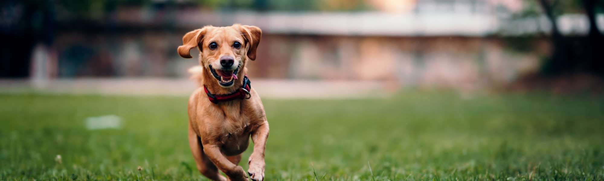 Pet Friendly at The Elms at Odenton in Odenton, Maryland