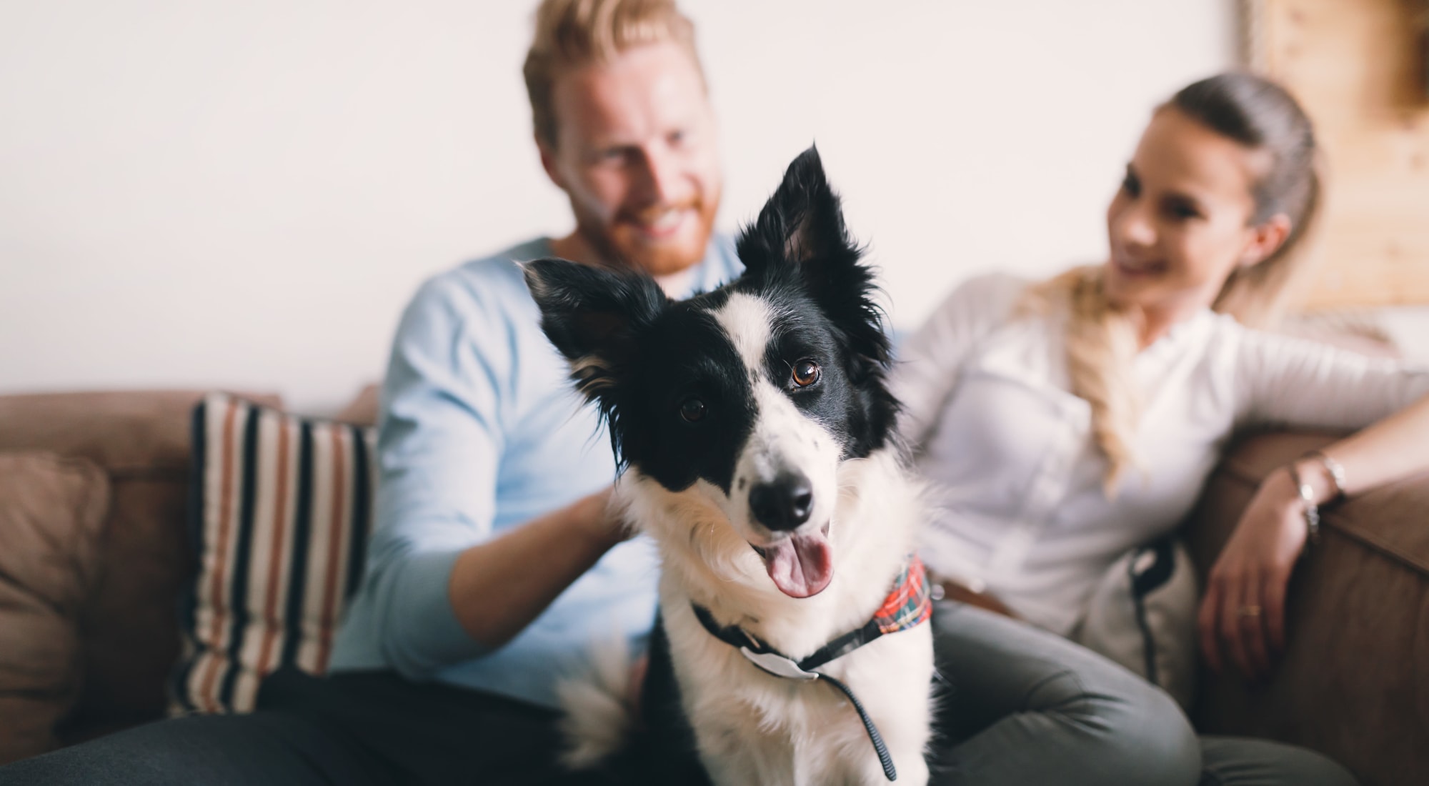 Pet-friendly apartments at Alexander Court in Reynoldsburg, Ohio