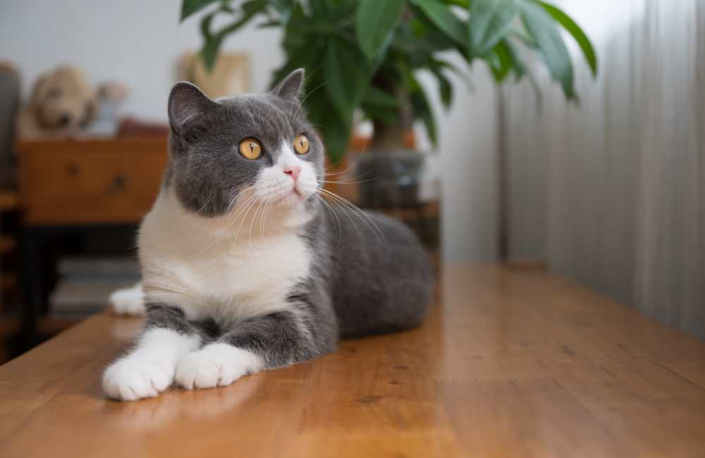 Happy cat looking out the window of her new apartment at Collins Pointe in Cartersville, Georgia