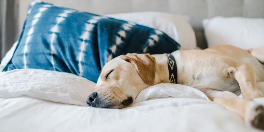 A dog sleeping in an apartment at The Baldwin in Orlando, Florida