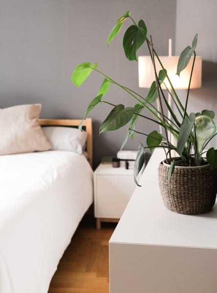 A plant sits potted on a dresser in a bedroom with a bed and a nightstand in the background