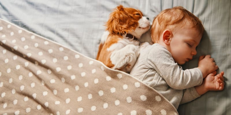 A dog sleeping next to a baby in bed at Stuart Mesa in Oceanside, California