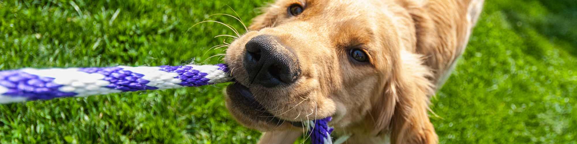 Pet Friendly | The Enclave Apartments in Columbus, Indiana