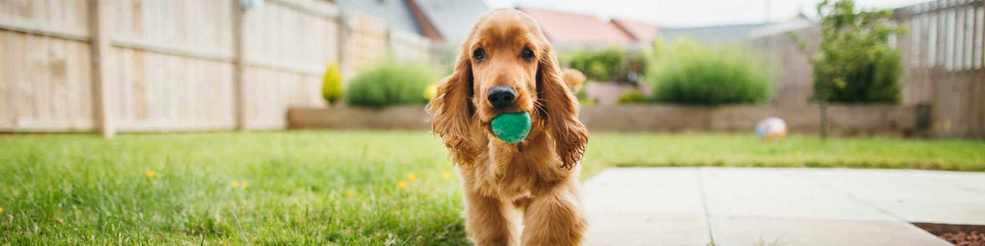 Pet Friendly | Lindbergh Parc Senior Apartments in Fort Worth, Texas 