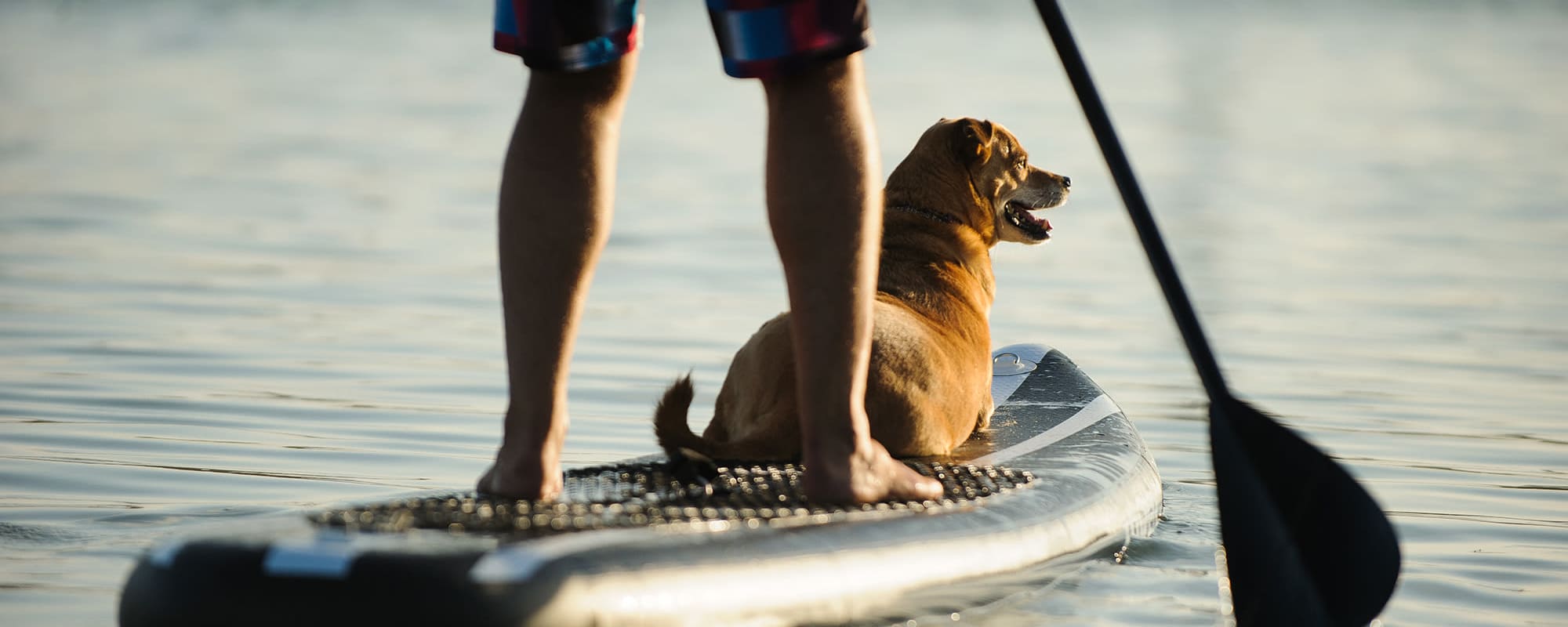 Pet-friendly apartments at Lakeshore Pearl in Austin, Texas