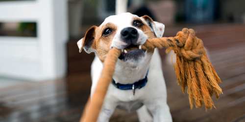 Dog playing with rope at Pine Lakes in Goose Creek, South Carolina