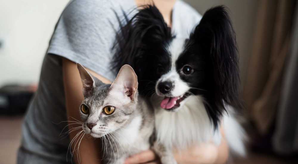 Resident holding her pets at Alicia Park in Laguna Niguel, California