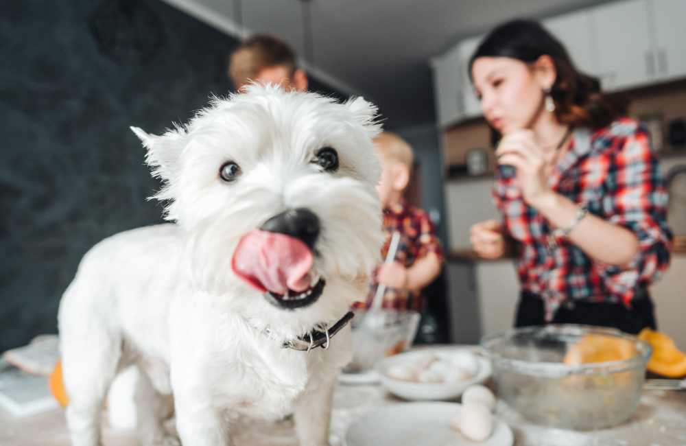Dog loving his meal at Edge at Town Center in Jacksonville, Florida