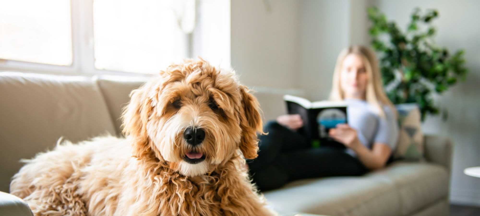 Pet Friendly | The Madeleine in Fort Worth, Texas 
