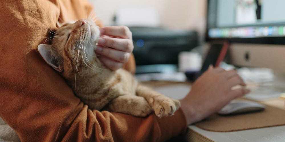 Resident cuddling their cat while working from home at Tides at Meadowbrook in Fort Worth, Texas