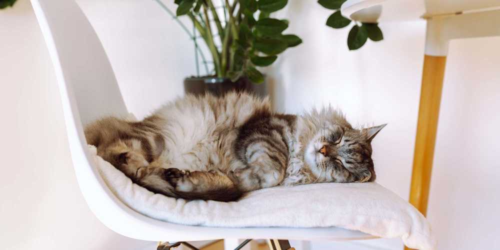 Cat sleeping in a chair at One Belmar Place in Lakewood, Colorado