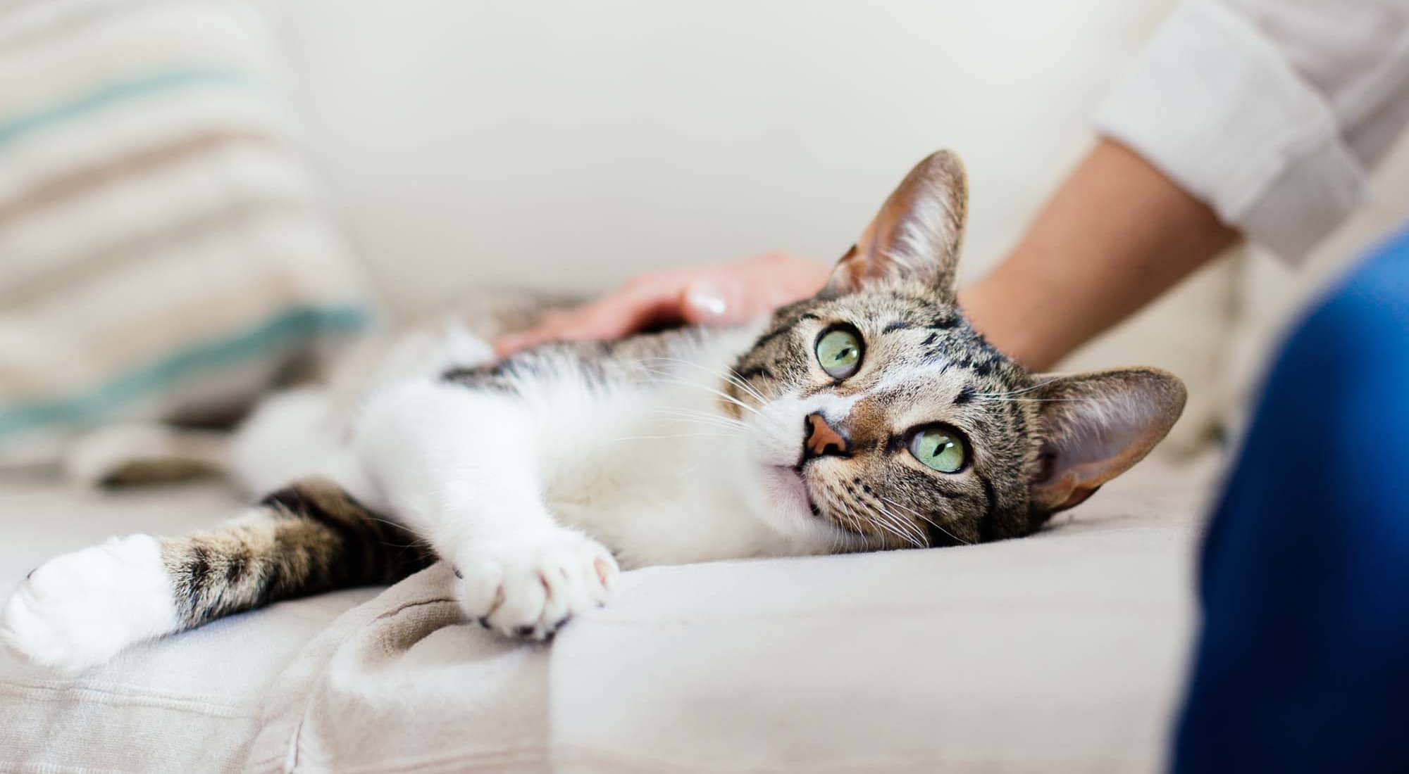 Pet Friendly | Burlington Oaks in Burlington, Kentucky