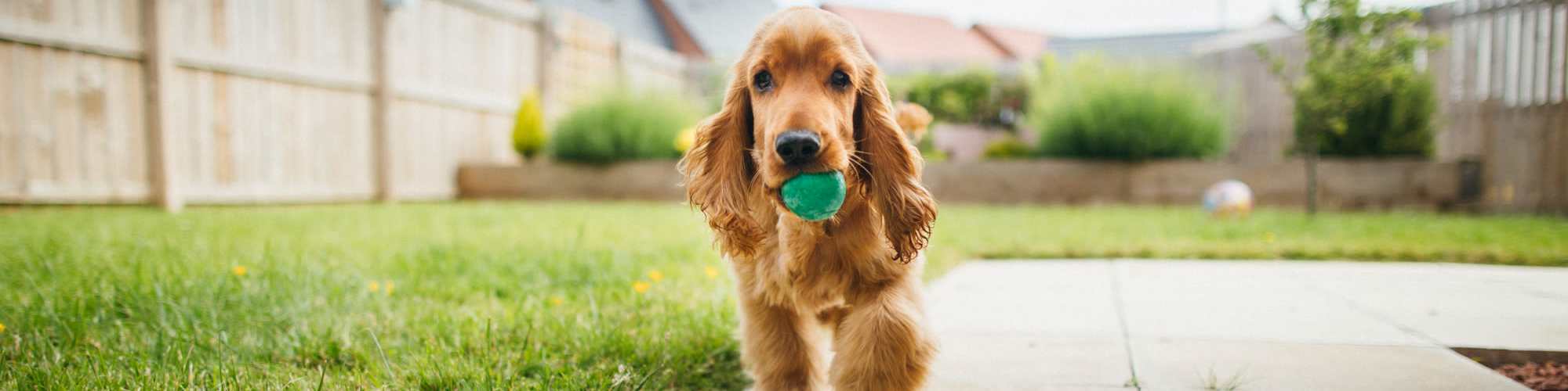 Pet Friendly | Commonwealth Landing Lofts in Fall River, Massachusetts  