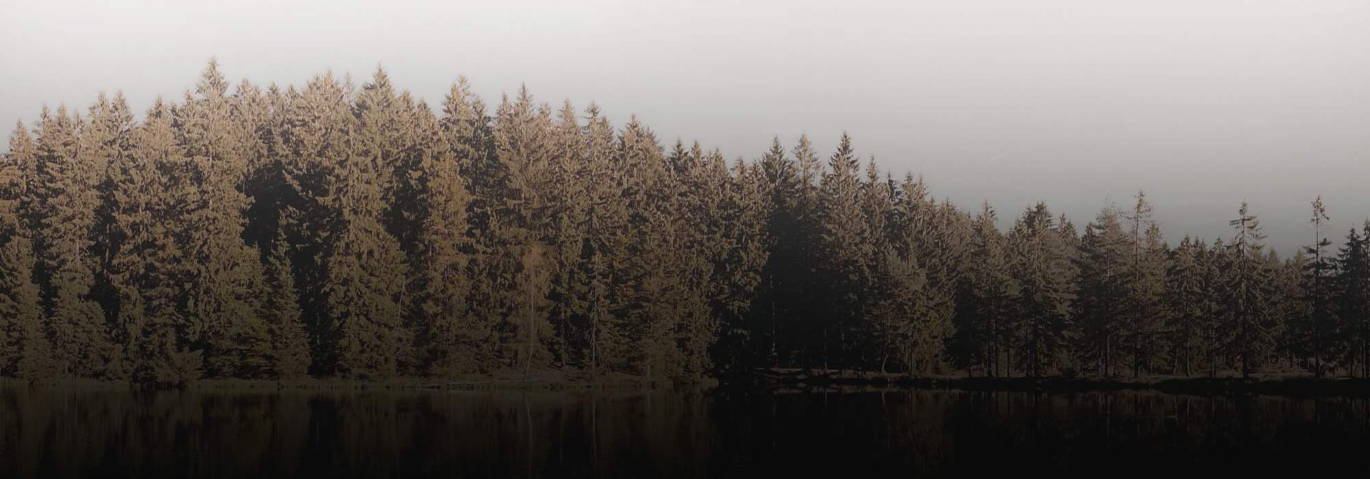 Trees on lake near Encore at West Valley in White Lake, Michigan