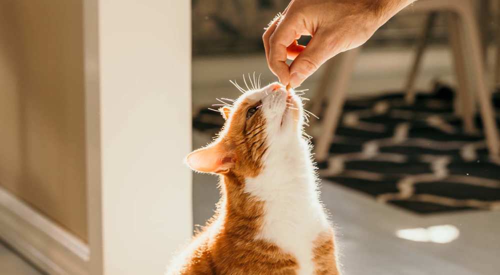 Resident petting the cat at Arbors of Taylor in Taylor, Texas