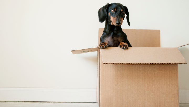 A dog peeking out of a moving box