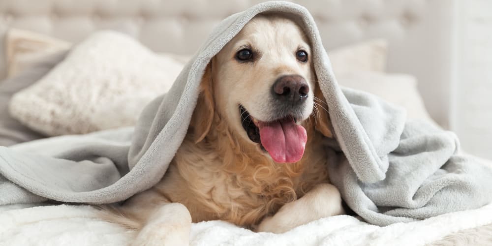 A dog under a blanket on a bed at Copper Mill Apartments in Richmond, Virginia