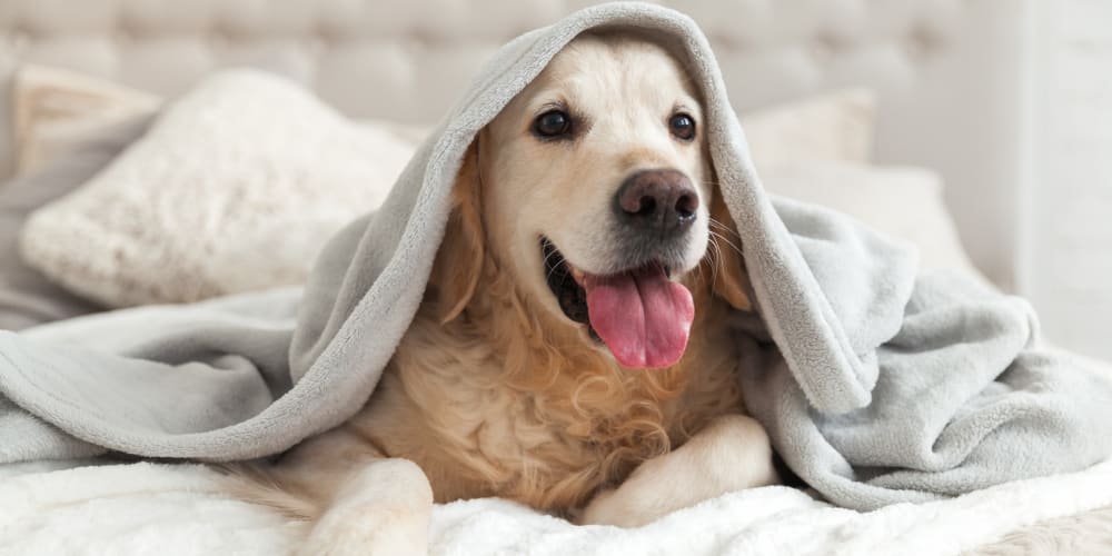 A dog under a blanket on a bed at 226 Oceana in Virginia Beach, Virginia