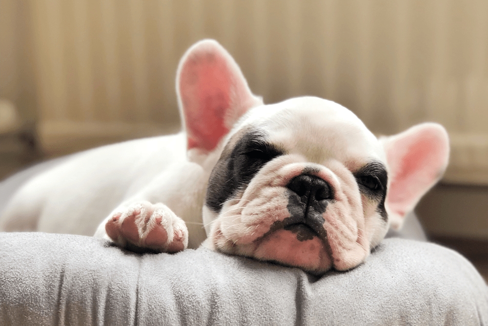 Happy dog in community property of Case & Associates