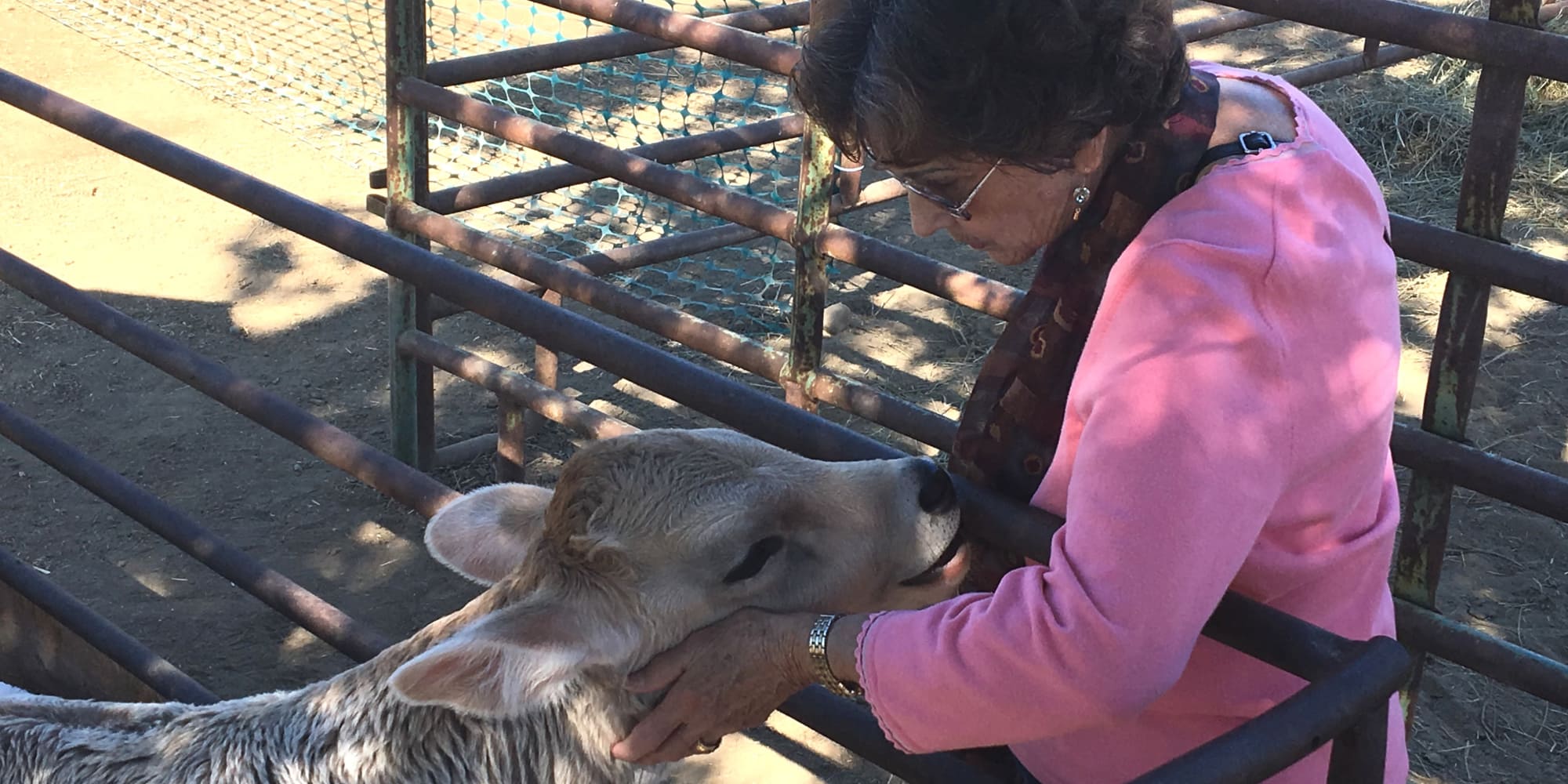 A resident from Camden Springs Gracious Retirement Living in Elk Grove, California, petting a calf
