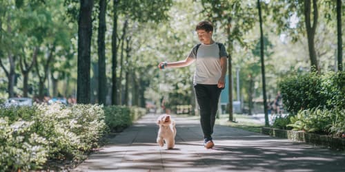 Resident taking her dog for a walk through a verdant park near Central Park Apartments in Sunnyvale, California