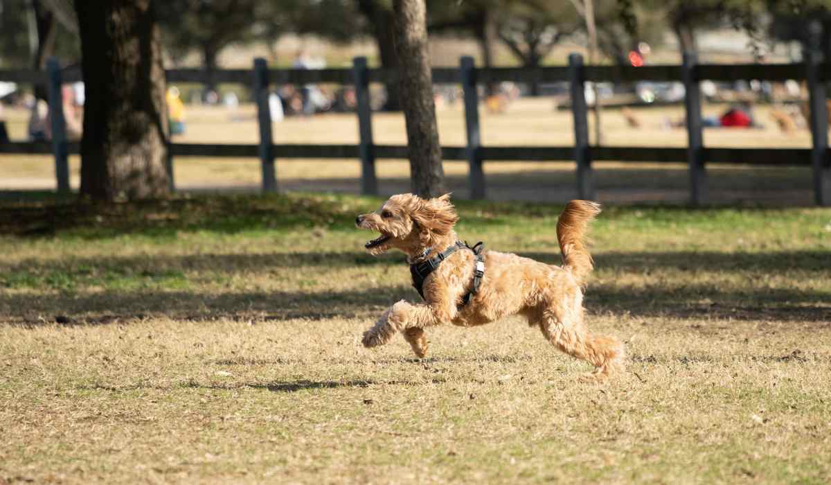 Dog running in park near Collier in Pflugerville, Texas
