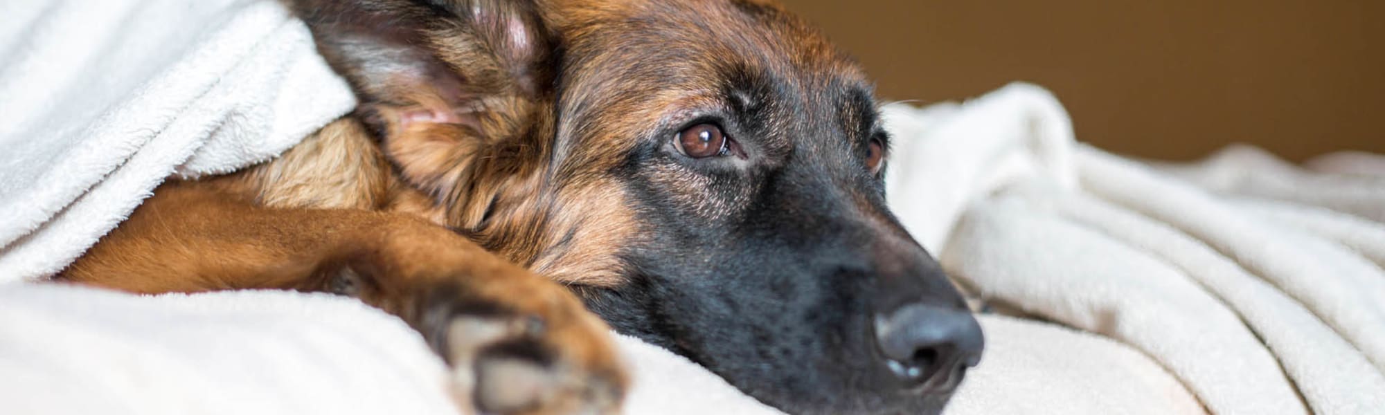 Pet-friendly apartments at Reunion at 400 in Kissimmee, Florida