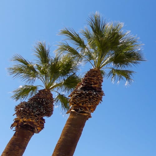palm trees at Adobe Flats V in Twentynine Palms, California