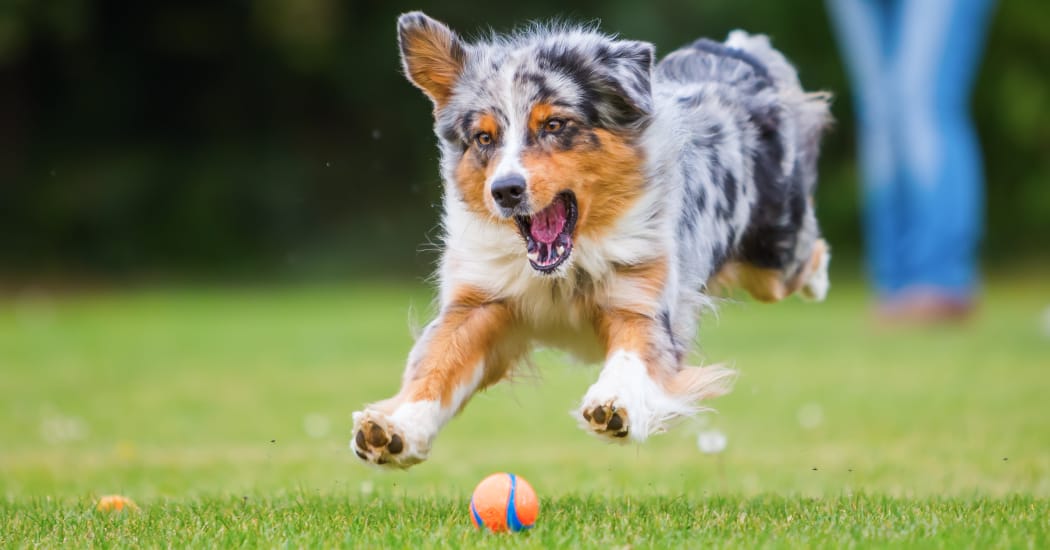 Resident dog playing at Waterfield Square Apartment Homes