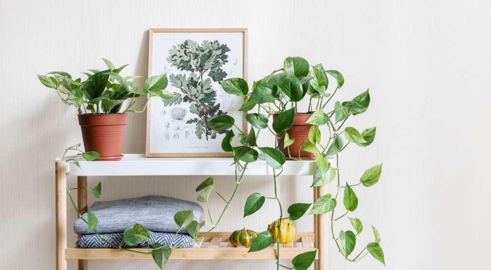 Plants on a shelf at Fairway in South San Francisco, California