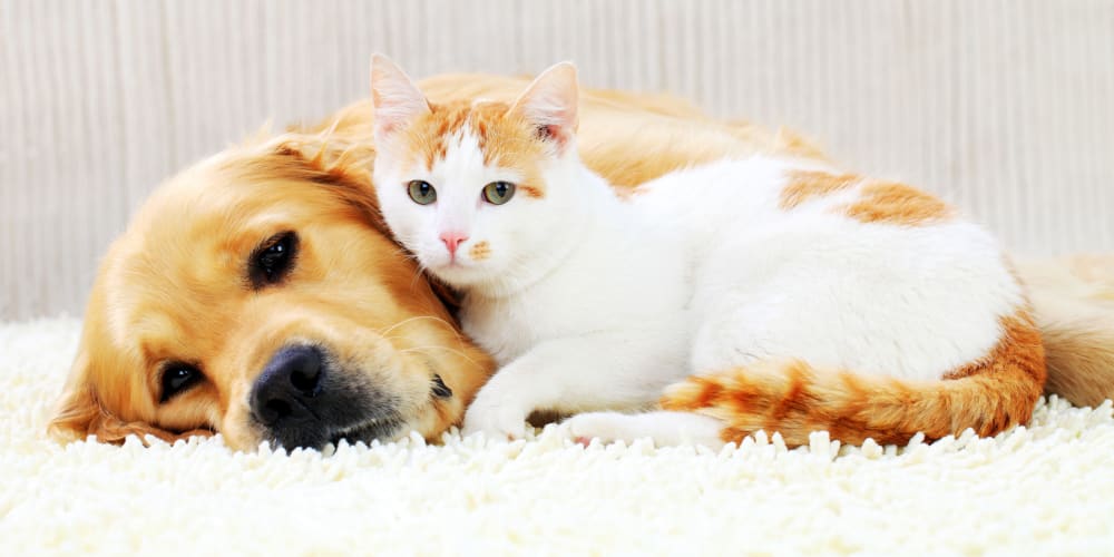 A cat and dog in a pet-friendly apartment at Grandewood Pointe in Orlando, Florida