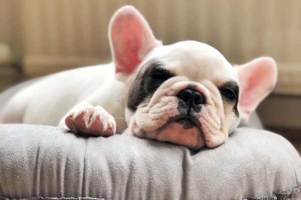 Puppy sleeping on her bed at Bridgeport in Raleigh, NC