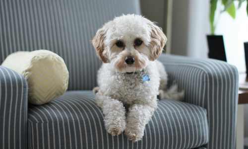 Small white dog on chair at Vivo Living Summerville in Summerville, South Carolina