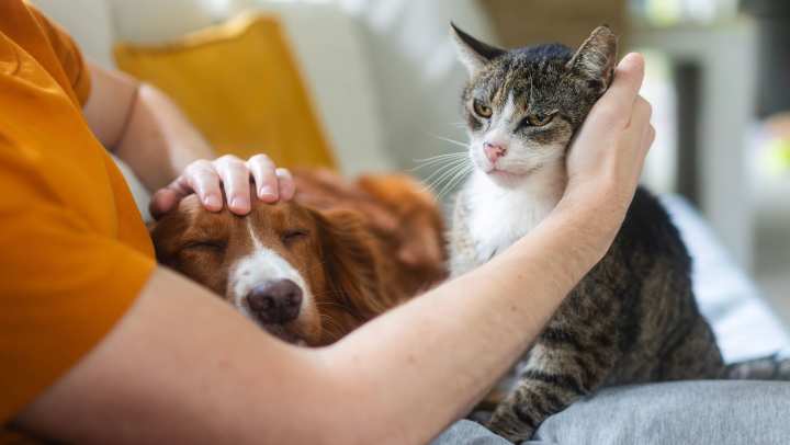 Pet friendly apartment at {{location_name}} in {{location_city}}, {{location_state_name}}