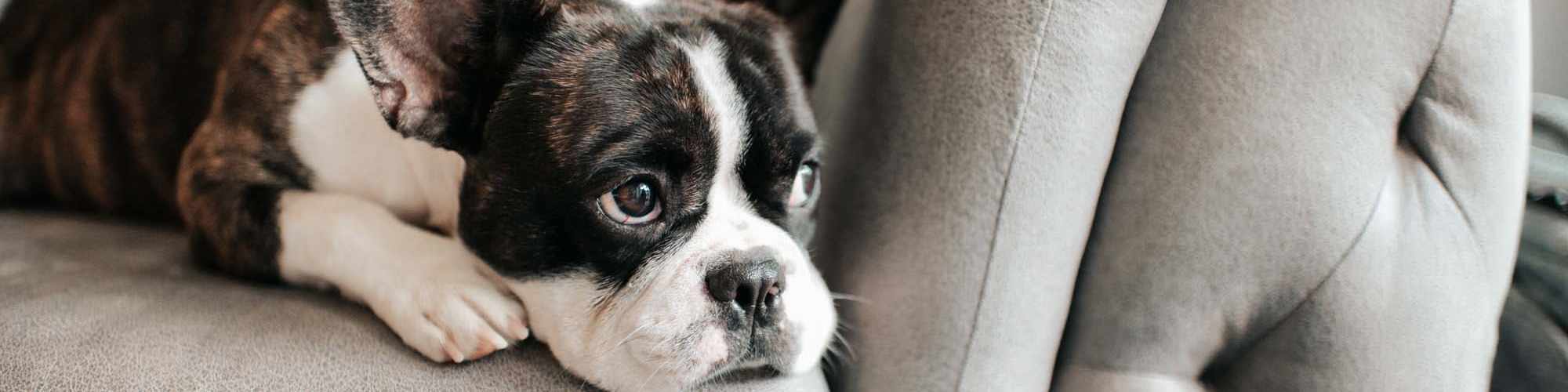Pet-Friendly | Prairie Hill Estates in Carl Junction, Missouri
