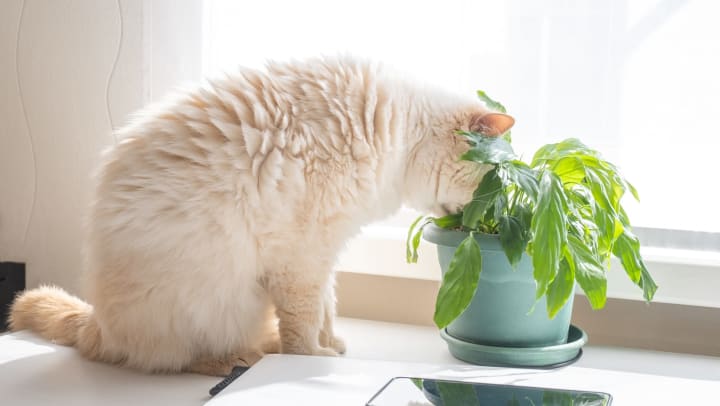 A long-haired, cream cat pokes its head into a potted houseplant on a windowsill. 