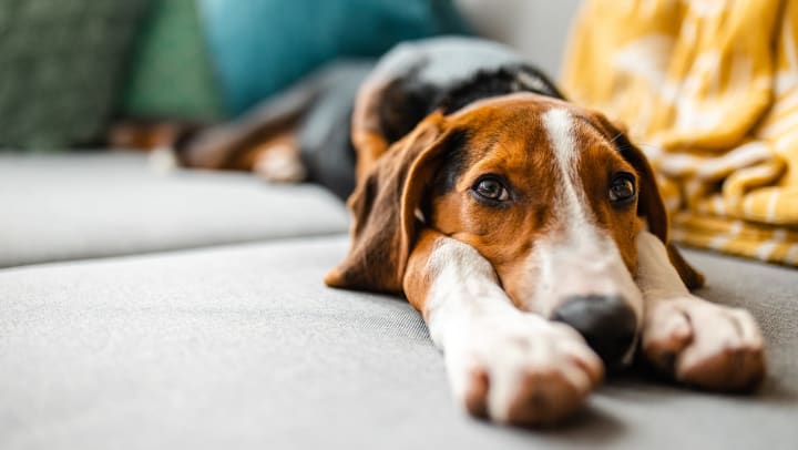 Tips for Dog Proofing Your Apartment
