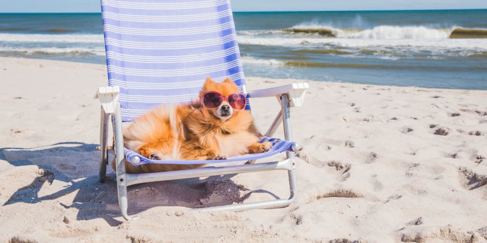 A dog lounging in a beach chair near Vesta Creeks Run in North Charleston, South Carolina
