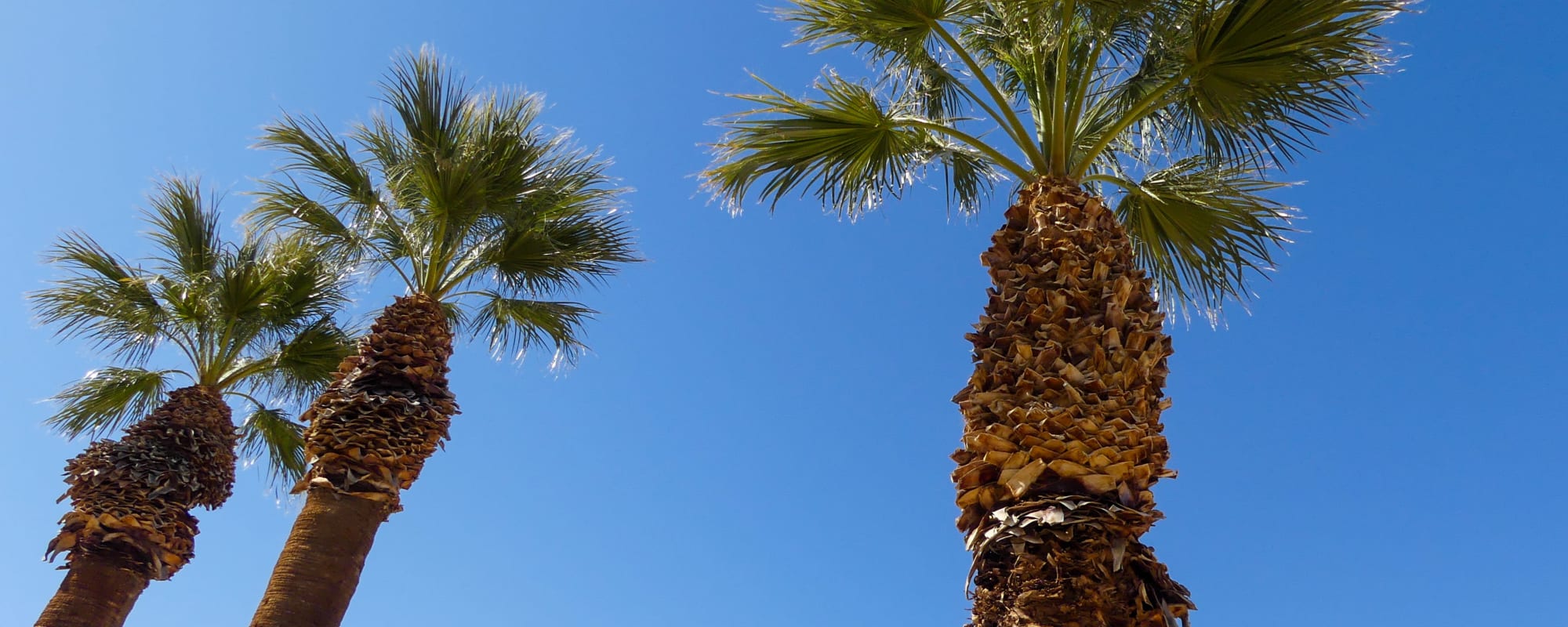 Palm Trees in Fairway Heights in Twentynine Palms, California